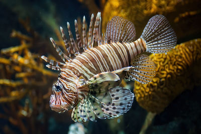 Close-up of coral in sea