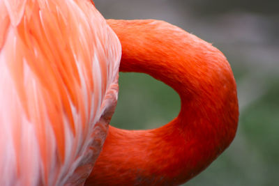 Close-up of a bird