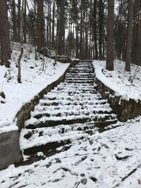 Snow covered trees in forest