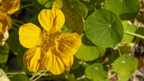 Close-up of yellow flowering plant