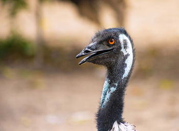 Close up photo of an emu bird.