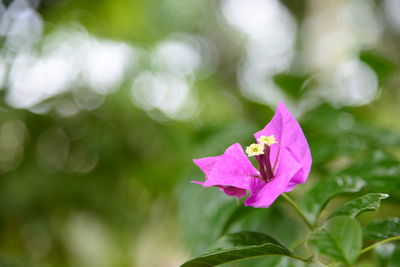 Close-up of flower blooming outdoors