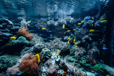 Fish swimming in sea