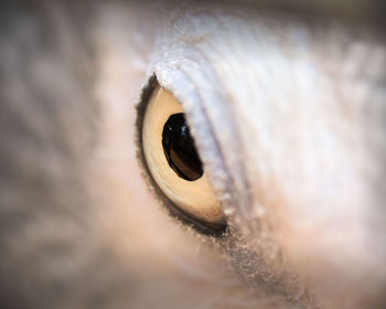 Macro shot of bird