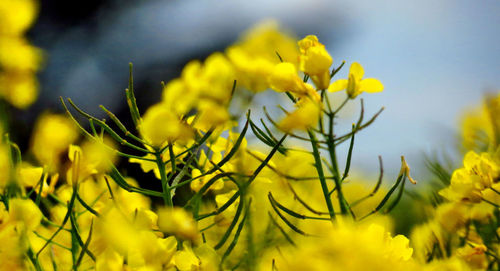 Close-up of yellow flowering plant on field