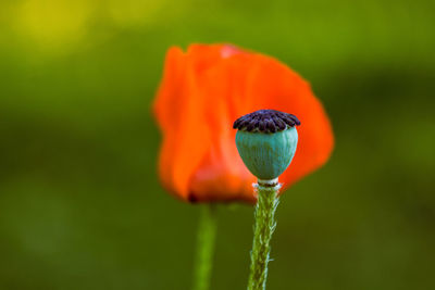 Close-up of red flower