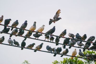 Low angle view of pigeons perching on a tree