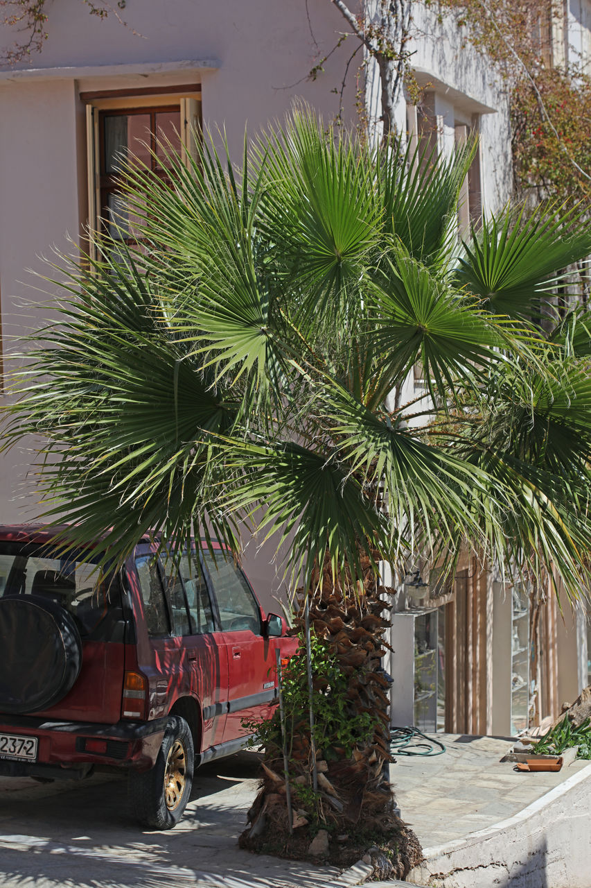 palm tree, tree, plant, tropical climate, architecture, building exterior, nature, built structure, mode of transportation, city, transportation, building, day, house, street, home, no people, motor vehicle, outdoors, vehicle, car, land vehicle, growth, residential district, green