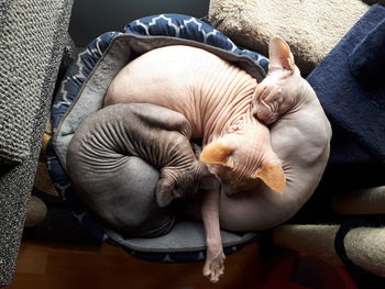 High angle view of 3 sphynx cats sleeping on cat bed sofa