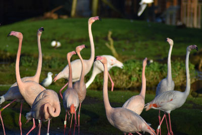 Flock of birds on field