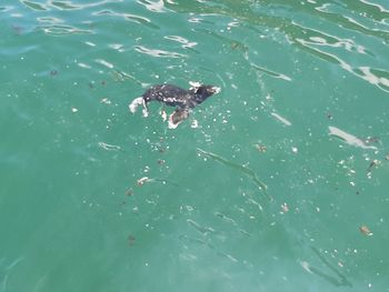 High angle view of turtle in sea