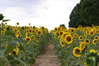 Scenic view of sunflower field against sky