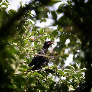 Low angle view of bird perching on tree