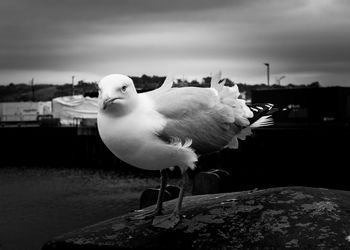 Close-up of seagull perching on shore against sky