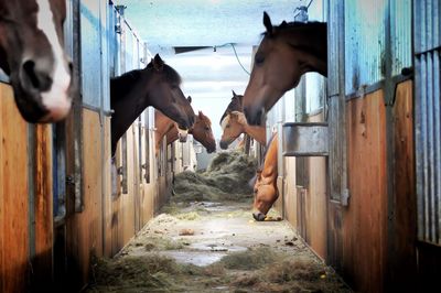 Horses in stable