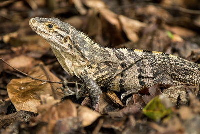 Close-up of iguana on land