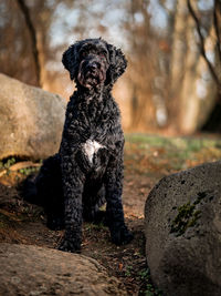 Portrait of dog sitting on land