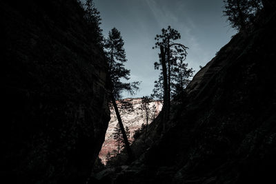 Silhouette trees in forest against sky