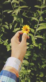 Cropped hand holding flower