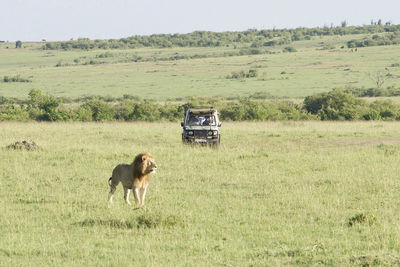 Horse cart on field against sky