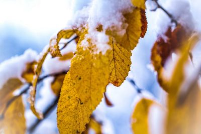 Close-up of snow against sky