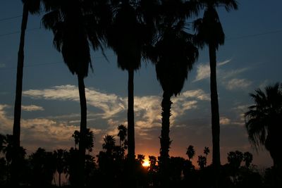 Silhouette of palm trees at sunset