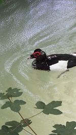 High angle view of duck swimming in lake