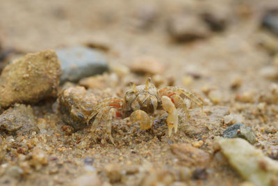 Close-up of crab on sand