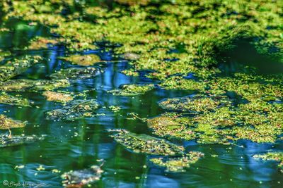 Reflection of plants in lake