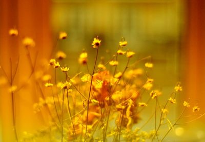 Yellow flowers growing in field