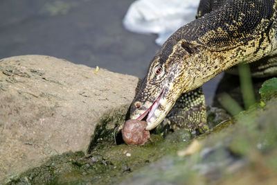 Close-up of lizard on rock by lake