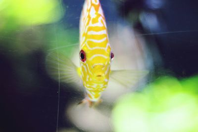 Close-up of yellow butterfly on glass