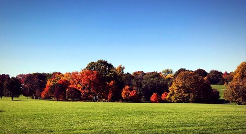 Trees on field against clear blue sky