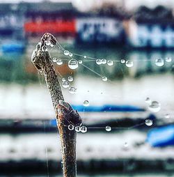 Close-up of water drops on spider web