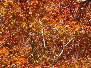 Full frame shot of autumnal trees