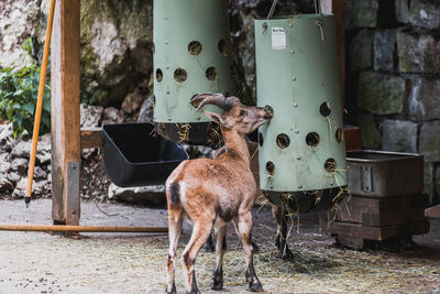 Portrait of goat eating