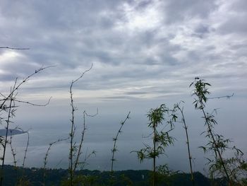 Trees against sky