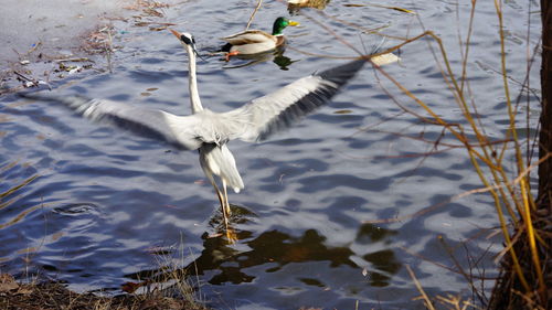 Flapping bird on lake