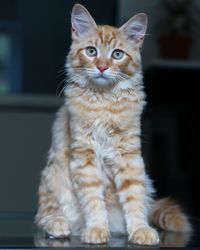 Portrait of cat sitting on floor