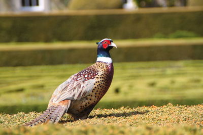 Close-up of bird perching on a field