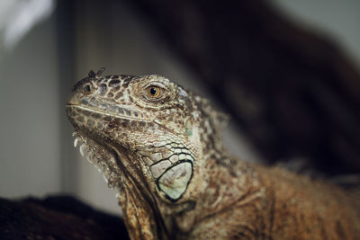 Close-up of lizard at zoo