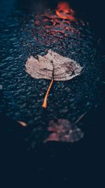 High angle view of dry leaves floating on water