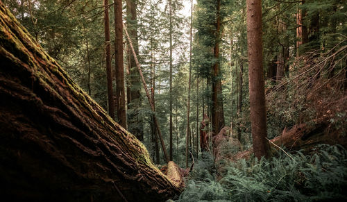 Trees in forest