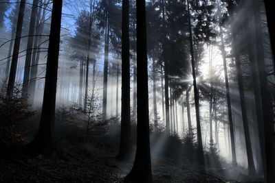 Low angle view of sunlight streaming through trees at forest