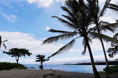 Palm trees on beach against sky