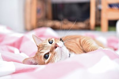 Close-up portrait of cat lying on pink blanket