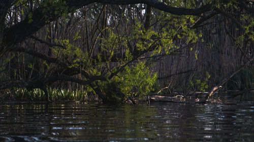 Trees by lake in forest