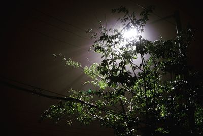 Low angle view of illuminated tree at night