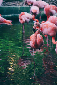 Close-up of flamingo in lake
