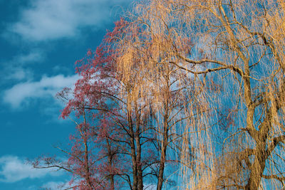 Low angle view of bare trees against sky